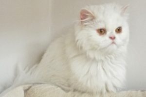 Picture of Cotton