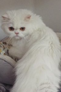 Picture of Cotton