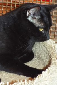 Picture of Dax