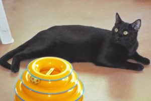 Picture of Dax