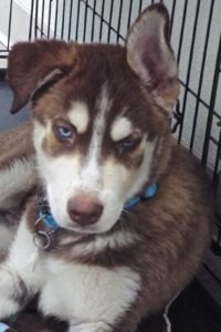 Picture of Denali
