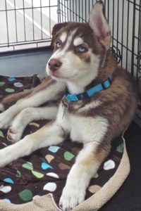 Picture of Denali