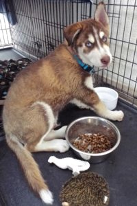 Picture of Denali