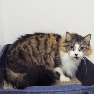 Picture of Dewdrop