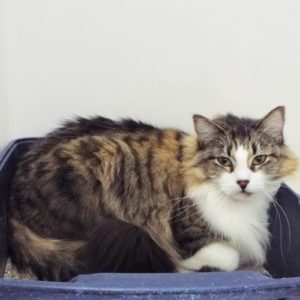 Picture of Dewdrop