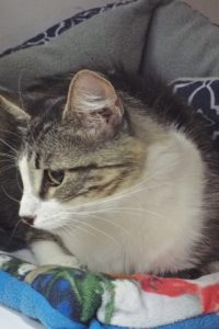 Picture of Dewdrop