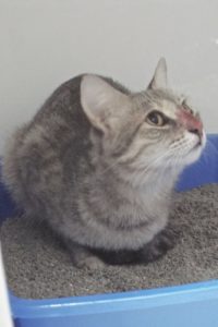 Picture of Ding Dong