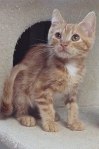 Picture of Doublemint