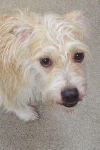 Picture of Duke