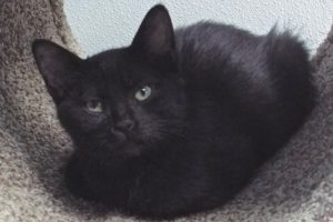 Picture of Eclipse