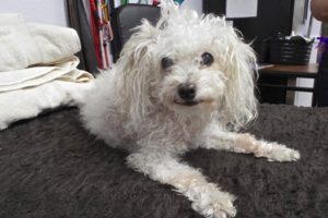Picture of Ella