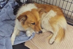 Picture of Ember