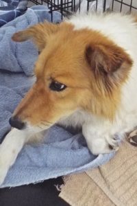 Picture of Ember