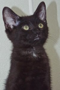 Picture of Farfang