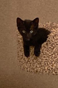 Picture of Farfang