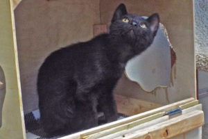 Picture of Farfang