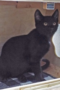 Picture of Farfang