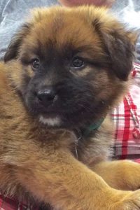 Picture of Fluffy