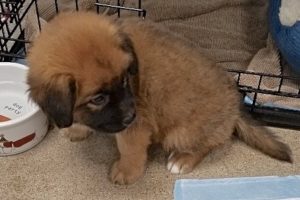 Picture of Fluffy