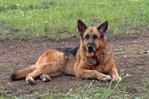 Picture of Heidi