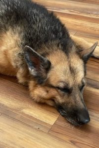Picture of Heidi