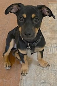 Picture of Kiki