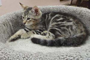 Picture of Kisses