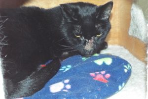 Picture of Licorice