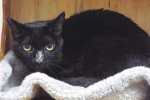 Picture of Licorice