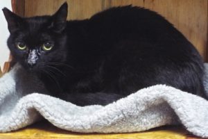 Picture of Licorice