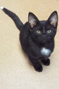 Picture of Lil Abner
