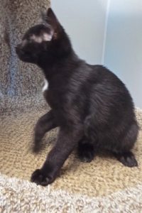 Picture of Lil Abner