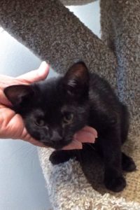 Picture of Lil Abner
