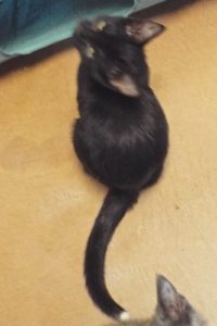 Picture of Lil Abner