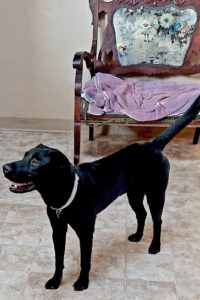 Picture of Coco