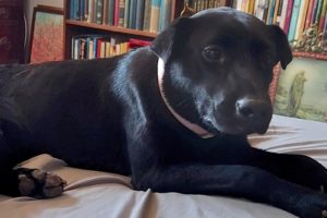 Picture of Coco