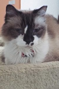 Picture of Magnolia