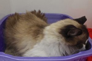 Picture of Magnolia