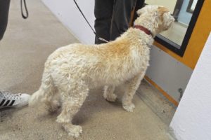 Picture of Molly