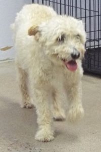 Picture of Molly