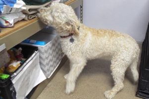 Picture of Molly