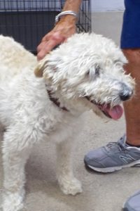 Picture of Molly