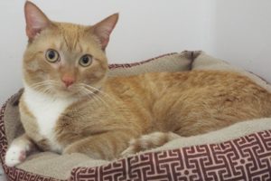 Picture of Orange Julius