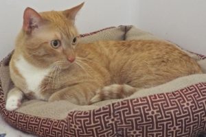 Picture of Orange Julius