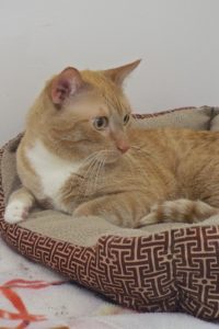 Picture of Orange Julius
