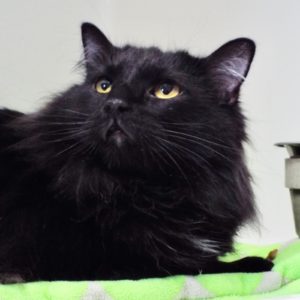 Picture of Orbit