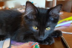Picture of Orbit