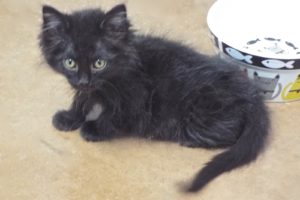 Picture of Orbit
