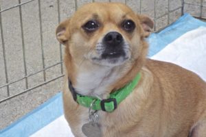 Picture of Rufus