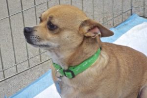 Picture of Rufus